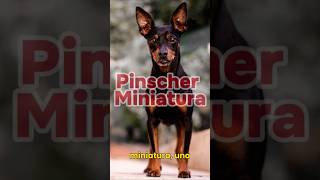 Pinscher Miniatura El Doberman en pequeño [upl. by Davy]