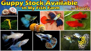 Guppies Stock Available In My Fish Farm  LIVE AQUARIUM [upl. by Ahsilrae233]