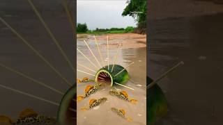 Survival Skills Simple and Useful with Watermelon fish trap Challenge survival outdoor shorts [upl. by Llerryt829]