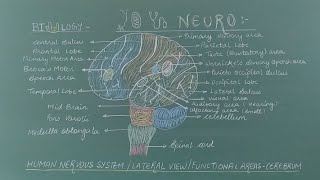 How to draw brain easily  Diagram of lateral view of human brain  Functional areas of cerebrum [upl. by Grani]