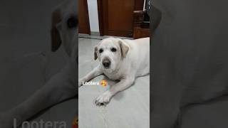 lutero ka lutera hai chehra tera🐕😍🥰labrador doglover 2024 song [upl. by Gabi]