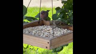 Nuthatch House Finch Pine Siskin [upl. by Navis]