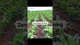 Zero tillage farming cultivation maize crop 🌾 agriculture plants [upl. by Akimahc]