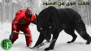 اشرس واقوى واخطر أنواع كلاب في العالم، إذا قابلتها عليك الهروب فورا [upl. by Kriste863]