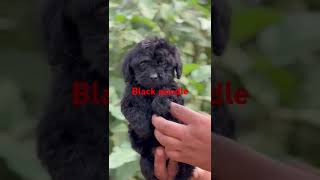 Blackpoodle puppies available [upl. by Arretahs]