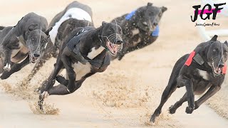 Greyhound Racing  500m Track Race in 29 seconds [upl. by Dona621]