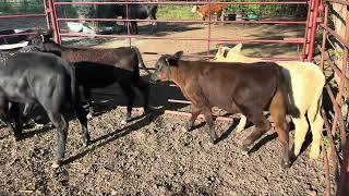 Stocker Calves  Beef Heifers  Lot 547 [upl. by Airalednac]