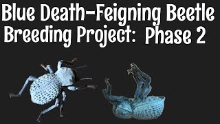 Blue DeathFeigning Beetle Breeding Project Phase 2 [upl. by Agate]