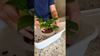 Rhaphidophora Tetrasperma Repot Short plants leca semihydroponics houseplants roomwithry [upl. by Minne57]