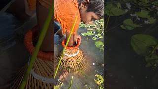 Catching Big Sholfish By traditional polo Trap in Beel polofishing fishingbypolo catchfish [upl. by Netnert]