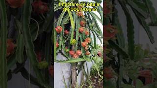 PITAYA PITAIA agro agricultura agriculture shorts [upl. by Rawden]