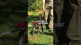 BLEIB macht Druck rückruf hundeerziehung hundetraining [upl. by Riek]