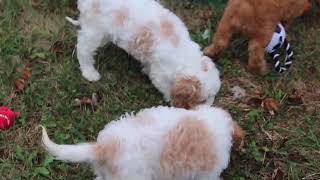 Cavapoo Puppies Playing SD 480p [upl. by Niarbo]