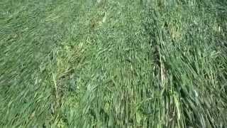 Planting into rolled Cereal Rye Will it work [upl. by Neik]