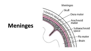 Meninges Prof Dr Md Ashfaqur Rahman [upl. by Veljkov]