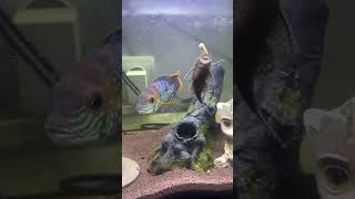 Обед у Анциструсов aquarium fish акара andinoacara [upl. by Mariana]