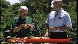 How To Identify Problems With Plants amp Shrubs  Virginia Creeper etc [upl. by Ramyaj]