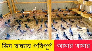 বৃষ্টির সময় ও ডিম বাচ্চায় পরিপূর্ণ আমার খামার  জালালি কবুতর  বুনো কবুতর  jalali kobutor  pigeon [upl. by Stu949]