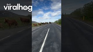 Icelandic Horses Ride To Countryside  ViralHog [upl. by Tommi770]