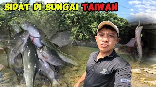 mencari Ikan sidat di sungai taiwan [upl. by Briggs]