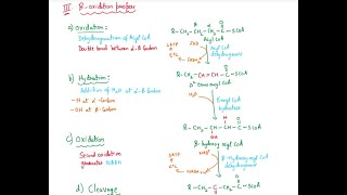 BETA OXIDATION OF FATTY ACIDS [upl. by Martin]