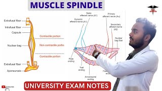 Muscle Spindle  Proprioceptors CNS Physiology [upl. by Nairbal]