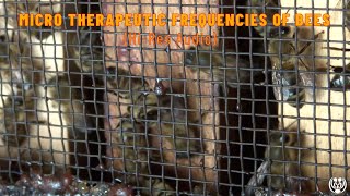 »MICRO THERAPEUTIC FREQUENCIES OF BEES« High Resolution Audio Recordings 192 kHz 1072024 [upl. by Nylecaj]