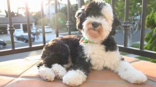 Mini Sheepadoodle  Kean [upl. by Hamian]