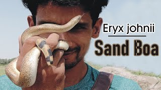 Sand boa Eryx Jhonii DomuhaHarmless snake [upl. by Ycak]