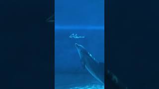 Dolphin fish enjoy shortvideo shortvideo shortsfeed [upl. by Rick]