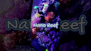 I Built a Thriving LPS Coral Reef Tank in Just 30 Days  20 Gallon Nano Cube Success [upl. by Forward]