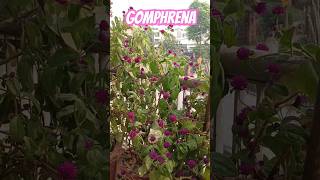 Gomphrena globosa globe amaranthforyou balconyflowers [upl. by Juline]