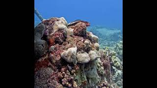 Good Morning Freckled Hawkfish  MEGA Lab Cam  hawaii live share [upl. by Adialeda]