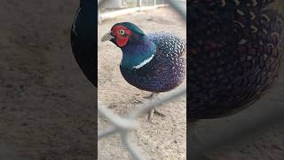 Pheasant beautiful bird amp best bird meat pheasants birds birdslover birdsounds shorts meat [upl. by Amri261]