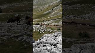 Wild horses mtb shorts short mtbpictureoftheday [upl. by Weismann]