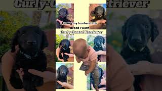 CurlyCoated Retriever Waaahhh 😂 puppies insta dog funny funnyvideo dog puppy puppies [upl. by Teevens]