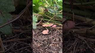 I planted delicious garden mushrooms Stropharia Rugosoannulata [upl. by Ermin]