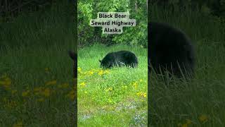 Black Bear off of Seward Highway Alaska [upl. by Colvert]