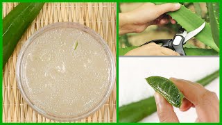 How to Make Aloe Vera Gel at Home  Easiest Way [upl. by Minny712]