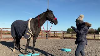 How to use balance pads for horses [upl. by Hussey]