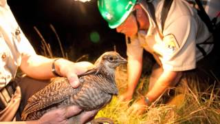 Save the Last Dance  A Story of North American Grassland Grouse [upl. by Philipson415]