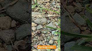 Barkspider or kamel sa tagalog insects spider gagamba huntingspider hunting [upl. by Pittman]