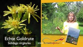 Goldruten Gattung Solidago [upl. by Uhile]