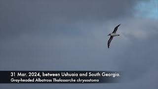 Grayheaded Albatross 2931 Mar 2023 between Ushuaia and South Georgia [upl. by Lancelot]