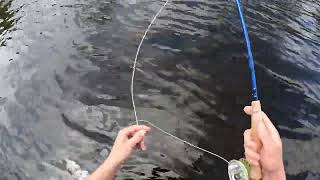 CT trout fly fishing the Farmington River [upl. by Joseito]