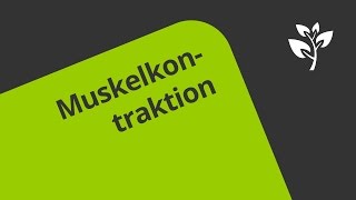 Funktion der Muskeln Kontraktion  Biologie  Humanbiologie [upl. by Alled766]