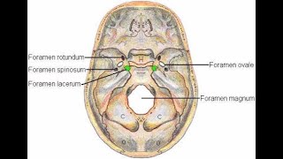 Structures that pass through Foramen Rotundum [upl. by Shandeigh265]