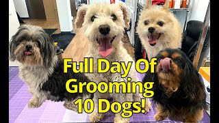 GROOMING 10 DOGS IN ONE DAY [upl. by Walburga]