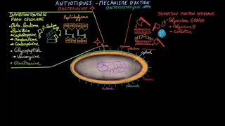 Antibiotiques  Ep 2  mécanisme daction  Docteur Synapse [upl. by Giwdul]