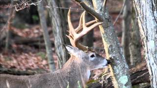 Dominant Whitetail Buck Creating A Rub [upl. by Yeliak126]